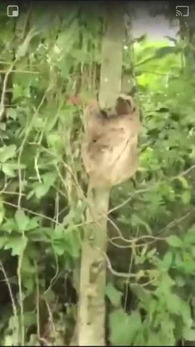 Man rescues sloth, sloth smiles at man