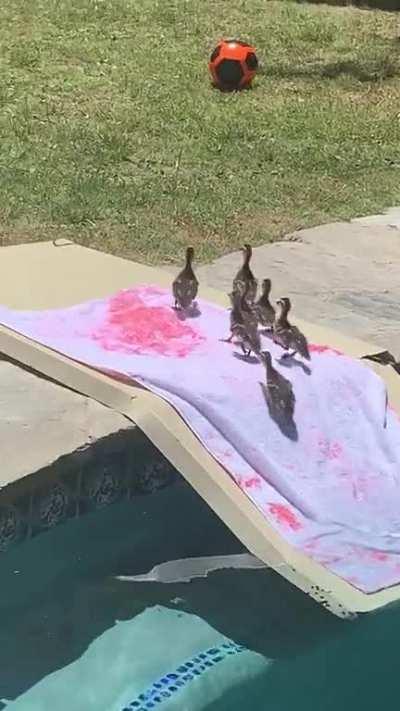 7 ducklings got trapped in our pool so created a ramp to reunite them with mama duck