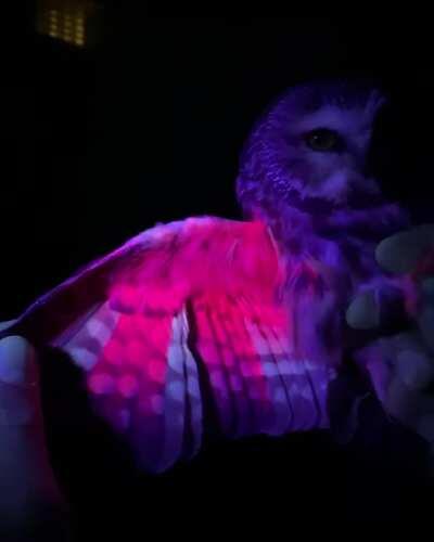 One of the ways biologists deternmine the age of owls is by looking at the patterns in their wings under UV light. The organic pigment Porphyrin which fades with age allows to see older feathers vs. younger ones. This owl is aged 3 years old as it has blo