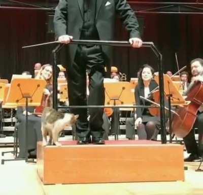 Kitty living out their dream of being an orchestra conductor