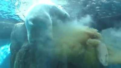 Polar bear poops underwater