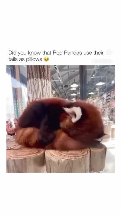 Red Pandas use their tails as pillows. 