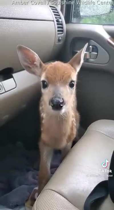 Baby Deer has some to say