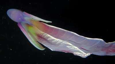 The female blanket octopus unfurls a long cape when threatened to intimidate predators, and will tear tentacles off the poisonous Portuguese man-of-war to use as weapons.