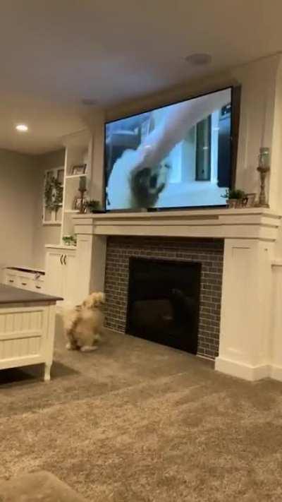 Doggo recognizing his former self on TV