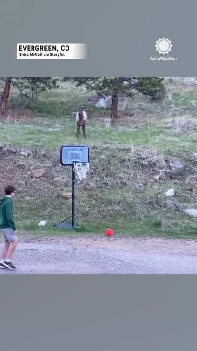 🔥 An Elk joins kids in a game of soccer