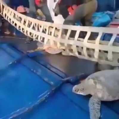 Sea turtles sliding back home after being rescued from the cold weather