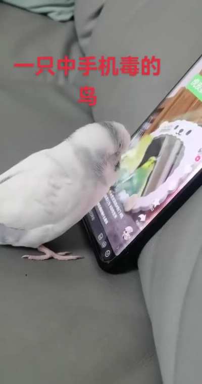 Parrot addicted to TikTok