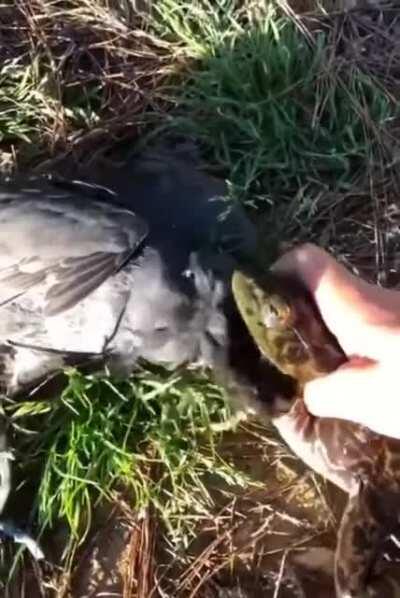 To eat a birb