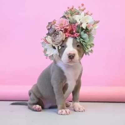 Flowery Pitbull