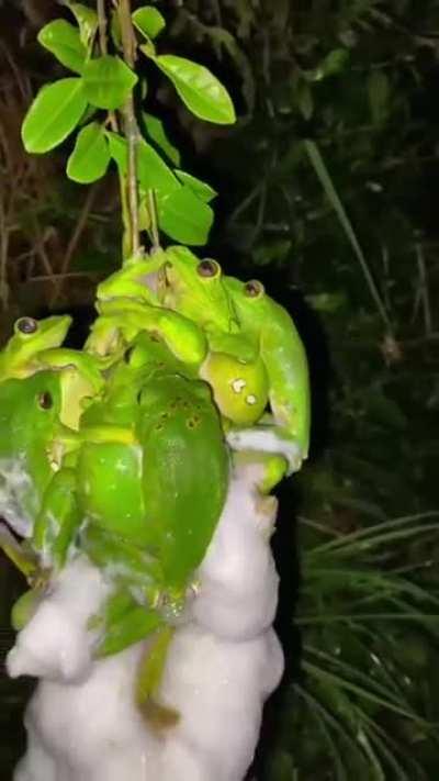 🔥 When Mommy &amp;amp; Daddy Wallace Flying Frog love each other very much