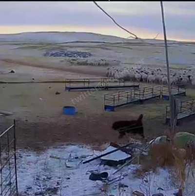 Tibetan Mastiff defends flock from wolf