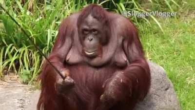 Orangutan Goes Fishing For A Stick