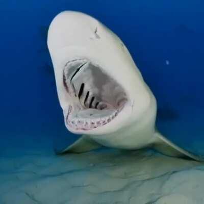 Lemon shark gets a teeth cleaning