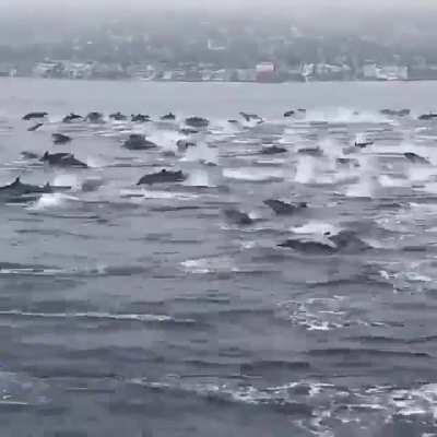 Dolphins jumping at Laguna beach, California