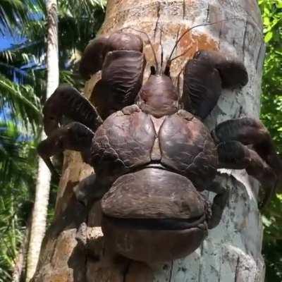 🔥 The Coconut Crab 🦀