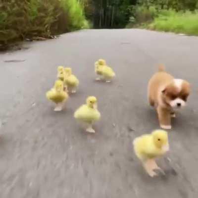 Pup racing ducklings