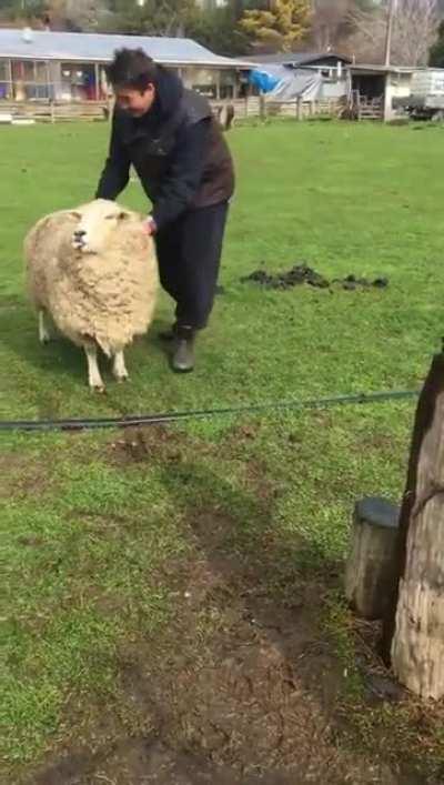 Sheep hopping: Ewe will regret this!