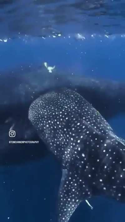 🔥 There's always a bigger fish