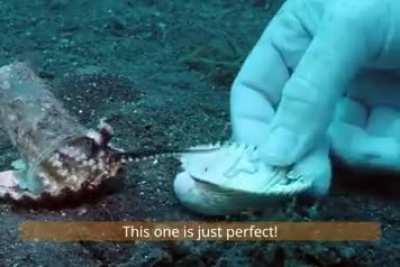 Diver convinces octopus to trade his plastic cup for a seashell