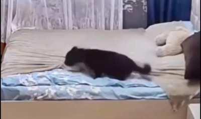 Momma cat fixes the bedsheets after her kitten messed them up