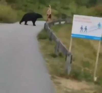 This bear approaching a jogger