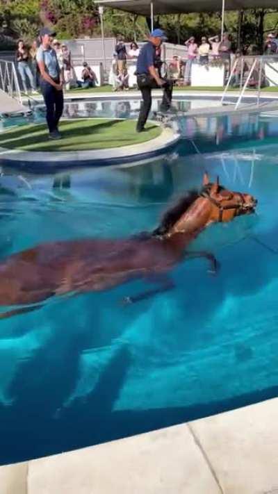 Horse swimming pool used for conditioning and transition from injury