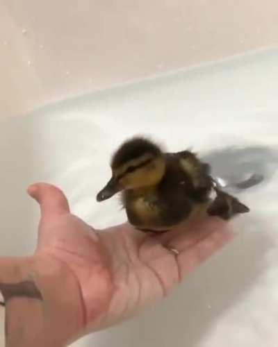 Duck learning to swim