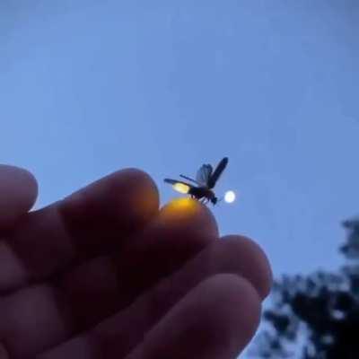 🔥 A Firefly taking off flight from a hand... 🔥