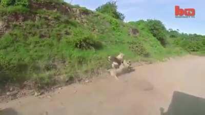 Lion takes out an antelope in mid air