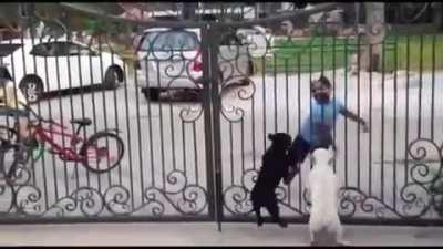 A kid dancing for/with the dogs.