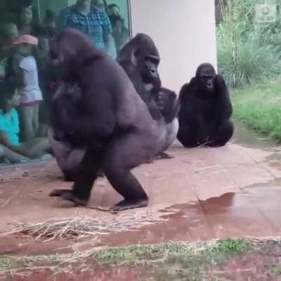 Gorillas in the rain