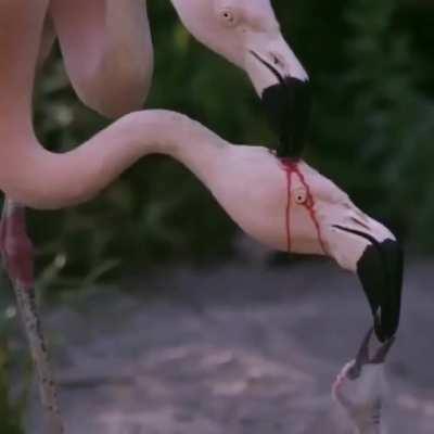 🔥 parent flamingos feeding their baby