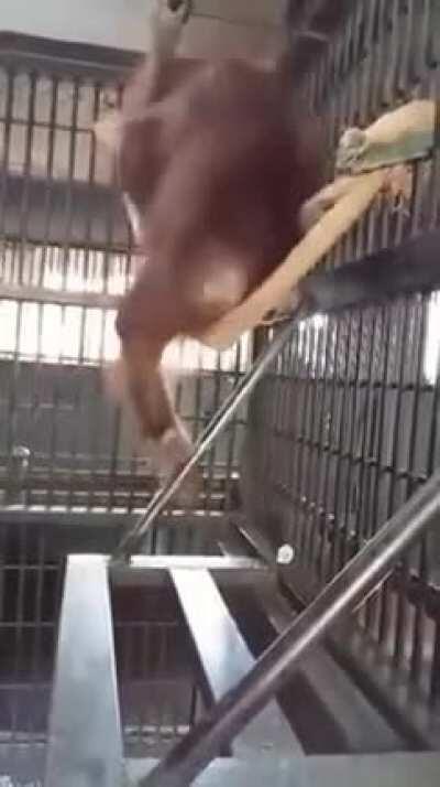 Ape after long day of getting banana