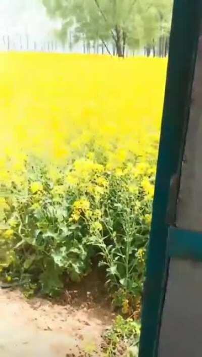 A backyard full of yellow flowers.