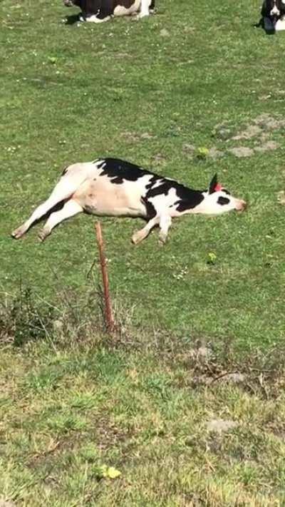 You’ve seen sheep lazily nibbling on hill, now behold cow lazily nibbling in field