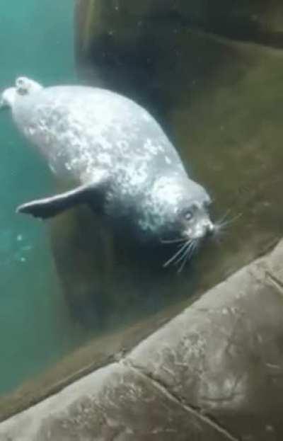 Sea Lion goes smoosh.