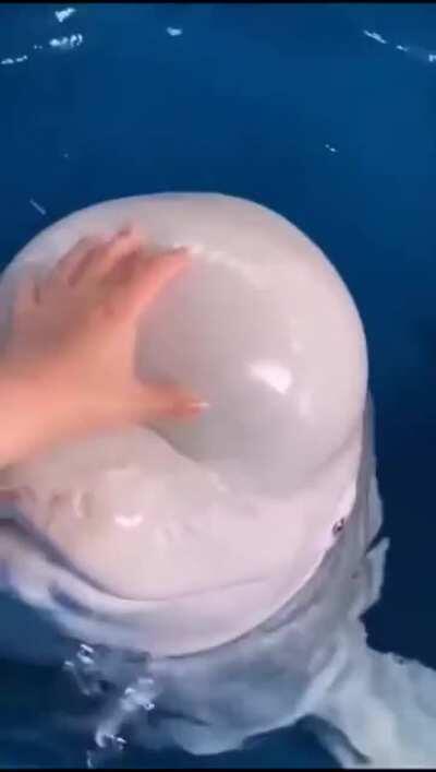 Belugas have a squishy head.