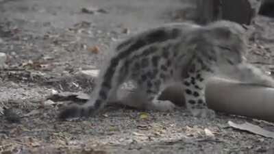 Snow leopard vs tube