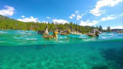 Swimming on the east shore of Lake Tahoe and this cuteness happened. (OC)