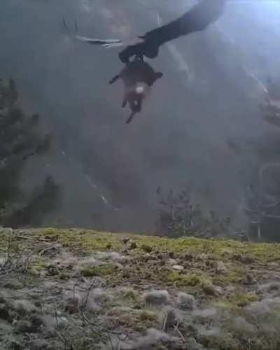 🔥 An eagle flying away with it's hunt... 🔥