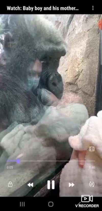 A gorilla named Kiki bonds with a new mother through the glass at Franklin Park Zoo in Boston ~ It's a touching moment when Kiki, also a mother, tries to communicate with the woman as her newborn son sleeps in her arms💛