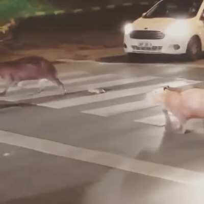 🔥 A herd of Capybara crossing the street 🔥