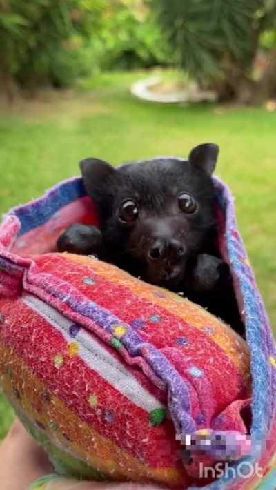 Baby Bats are Called Pups, and they are Adorable.