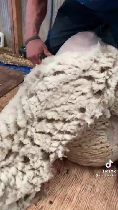 Shearing a sheep