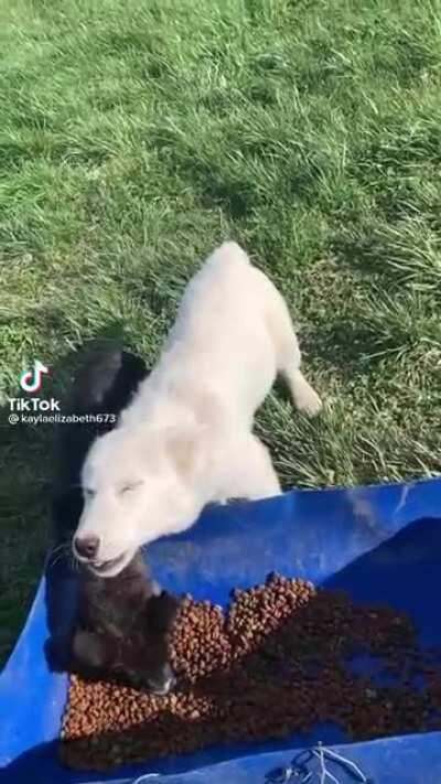 Wolf dog puppy is excited for lunch time