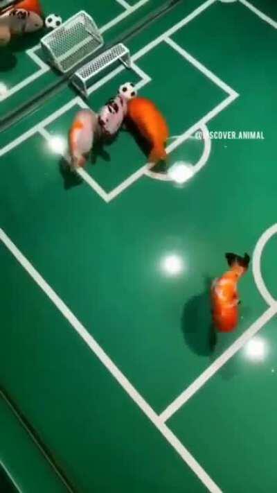 A man in China turn his aquarium into a football stadium and teach his fishs how to play football.