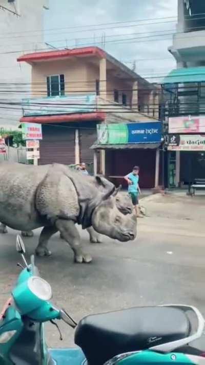 🔥 These Rhinos walking down the street in India...