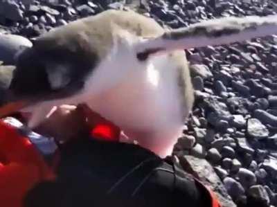 Baby penguin meets a human for the first time. Determines they can be used for warmth.