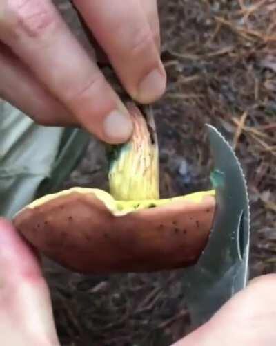 🔥 Boletaceae (mushroom) oxidation